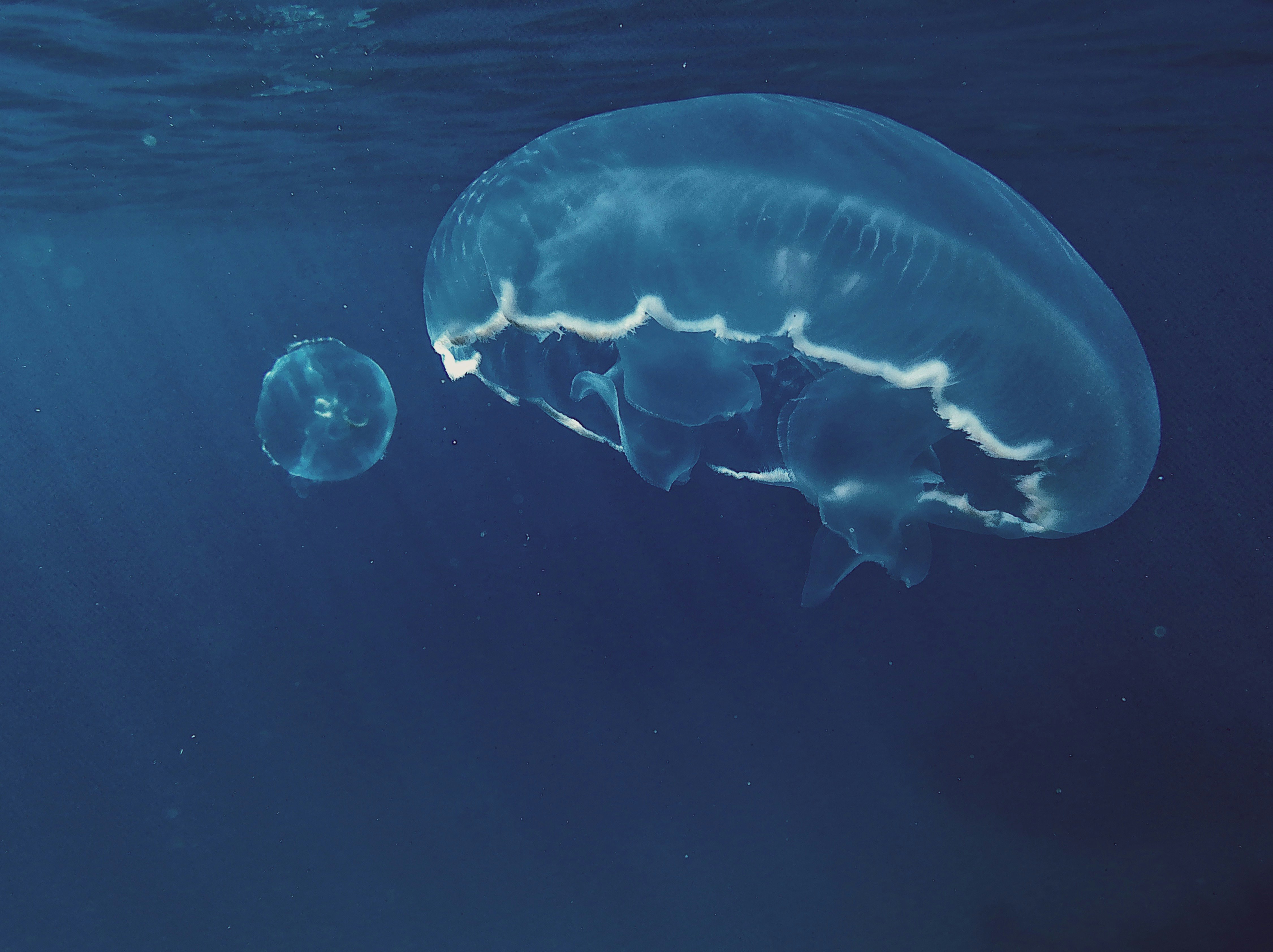 closeup photo of two white jellyfishes